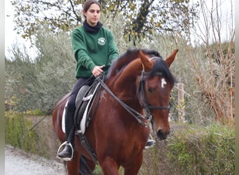 PRE Blandning, Hingst, 4 år, 165 cm, Brun