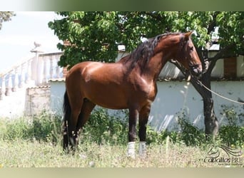 PRE, Hingst, 4 år, 165 cm, Brun