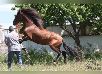 PRE, Hingst, 4 år, 165 cm, Brun