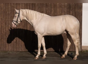 PRE, Hingst, 4 år, 165 cm, Cremello