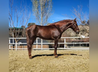 PRE, Hingst, 4 år, 165 cm