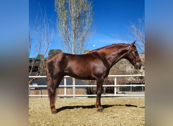 PRE, Hingst, 4 år, 165 cm