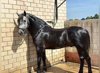 PRE, Hingst, 4 år, 165 cm, Gråskimmel