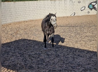 PRE, Hingst, 4 år, 165 cm, Gråskimmel