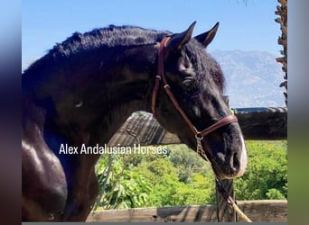 PRE Blandning, Hingst, 4 år, 165 cm, Mörkbrun