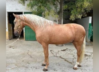 PRE Blandning, Hingst, 4 år, 165 cm, Overo-skäck-alla-färger