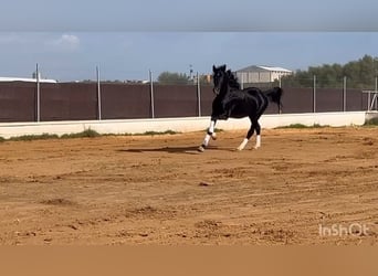 PRE Blandning, Hingst, 4 år, 165 cm, Svart