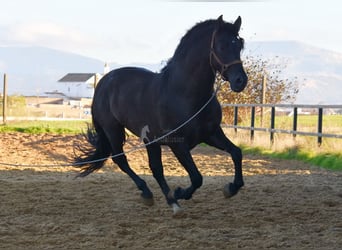 PRE Blandning, Hingst, 4 år, 165 cm, Svart