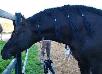 PRE Blandning, Hingst, 4 år, 165 cm, Svart