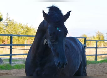 PRE Blandning, Hingst, 4 år, 165 cm, Svart