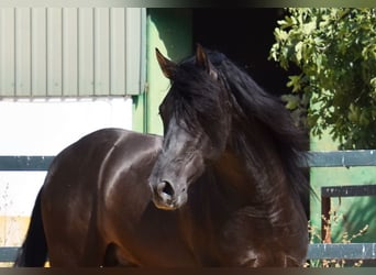 PRE Blandning, Hingst, 4 år, 165 cm, Svart