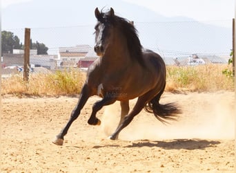 PRE Blandning, Hingst, 4 år, 165 cm, Svart