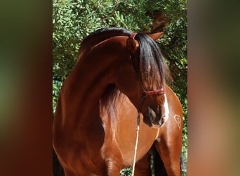 PRE, Hingst, 4 år, 168 cm, Ljusbrun