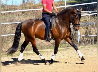 PRE Blandning, Hingst, 4 år, 169 cm, Brun