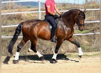 PRE Blandning, Hingst, 4 år, 169 cm, Brun