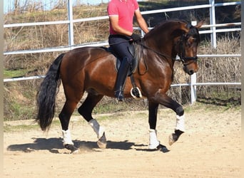 PRE Blandning, Hingst, 4 år, 169 cm, Brun