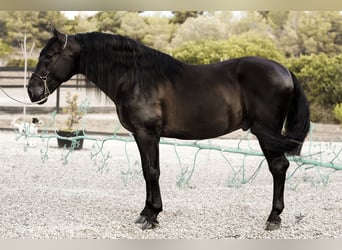 PRE, Hingst, 4 år, 169 cm, Svart