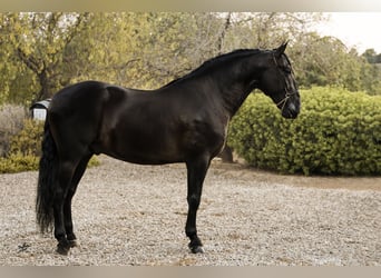 PRE, Hingst, 4 år, 169 cm, Svart