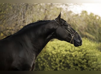 PRE, Hingst, 4 år, 169 cm, Svart