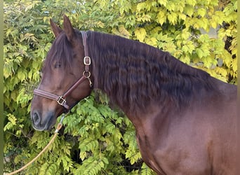 PRE, Hingst, 4 år, 170 cm, fux