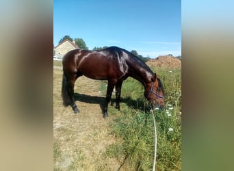 PRE Blandning, Hengst, 4 Jahre, 176 cm, Brauner