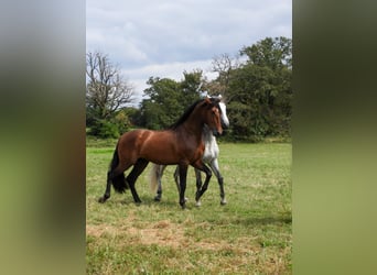 PRE Blandning, Hengst, 4 Jahre, 176 cm, Brauner