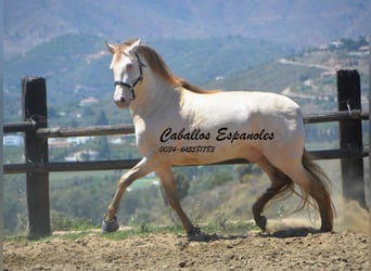 PRE, Hingst, 5 år, 159 cm, Cremello