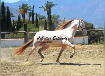 PRE, Hingst, 5 år, 159 cm, Cremello