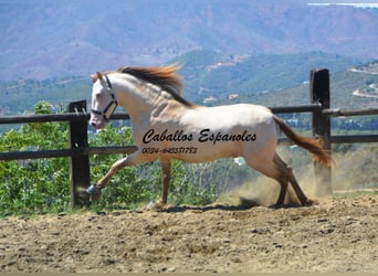 PRE, Hingst, 5 år, 159 cm, Cremello