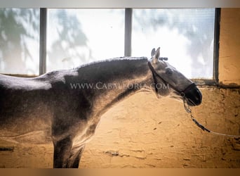 PRE, Hingst, 5 år, 159 cm, Grå-blå-brun