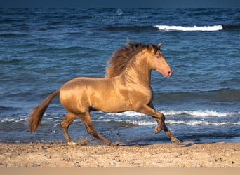 PRE, Hingst, 5 år, 160 cm, Champagne