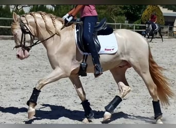 PRE Blandning, Hingst, 5 år, 160 cm, Cremello