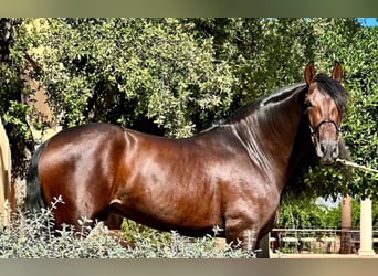 PRE Blandning, Hingst, 5 år, 160 cm, Mörkbrun