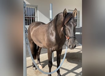 PRE, Hingst, 5 år, 160 cm, Svart