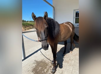 PRE, Hingst, 5 år, 160 cm, Svart