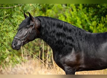 PRE Blandning, Hingst, 5 år, 160 cm, Svart