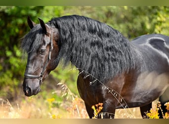 PRE Blandning, Hingst, 5 år, 160 cm, Svart