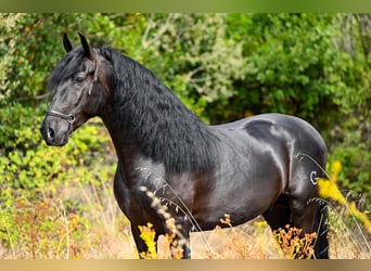 PRE Blandning, Hingst, 5 år, 160 cm, Svart