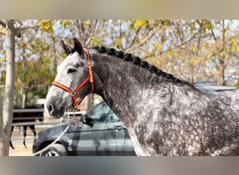 PRE, Hingst, 5 år, 161 cm, Grå-mörk-brun