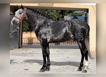 PRE, Hingst, 5 år, 161 cm, Grå-mörk-brun