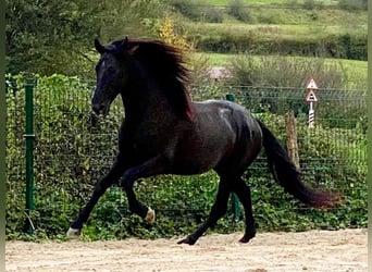 PRE Blandning, Hingst, 5 år, 161 cm, Svart