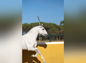 PRE Blandning, Hingst, 5 år, 162 cm, Grå