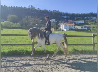 PRE, Hingst, 5 år, 162 cm, Vit