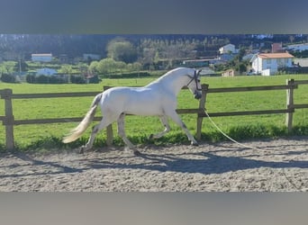 PRE, Hingst, 5 år, 162 cm, Vit