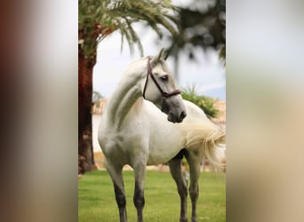 PRE, Hingst, 5 år, 163 cm, Grå-flugskimmel