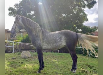 PRE Blandning, Hingst, 5 år, 163 cm, Grå