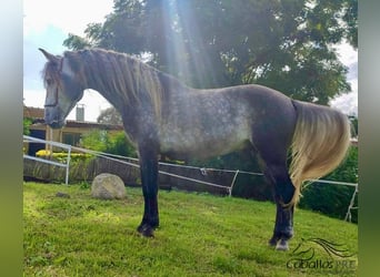 PRE Blandning, Hingst, 5 år, 163 cm, Grå