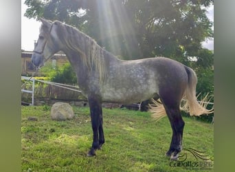 PRE Blandning, Hingst, 5 år, 163 cm, Grå