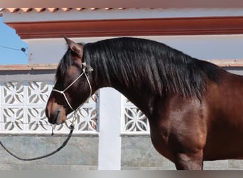 PRE Blandning, Hingst, 5 år, 163 cm, Mörkbrun