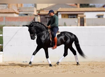 PRE Blandning, Hingst, 5 år, 163 cm, Svart